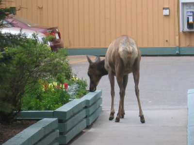 Elk Canada Banff 