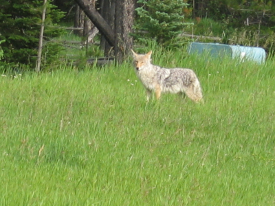 Coyote Canada Banff Edmonton visit Canada Norwegian blogger