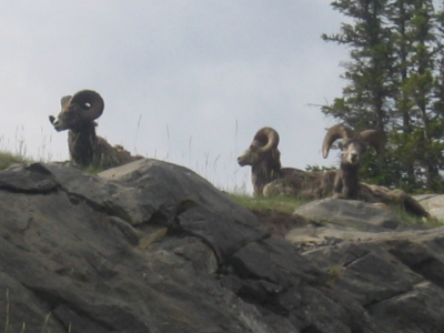 Mountain goats Yeti  Rocky montain Gems Banff