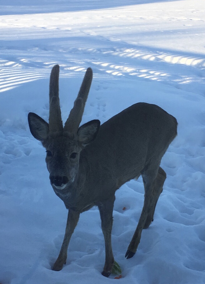 Poem dikt spøkelsessjeler fra naturen ghostsouls 