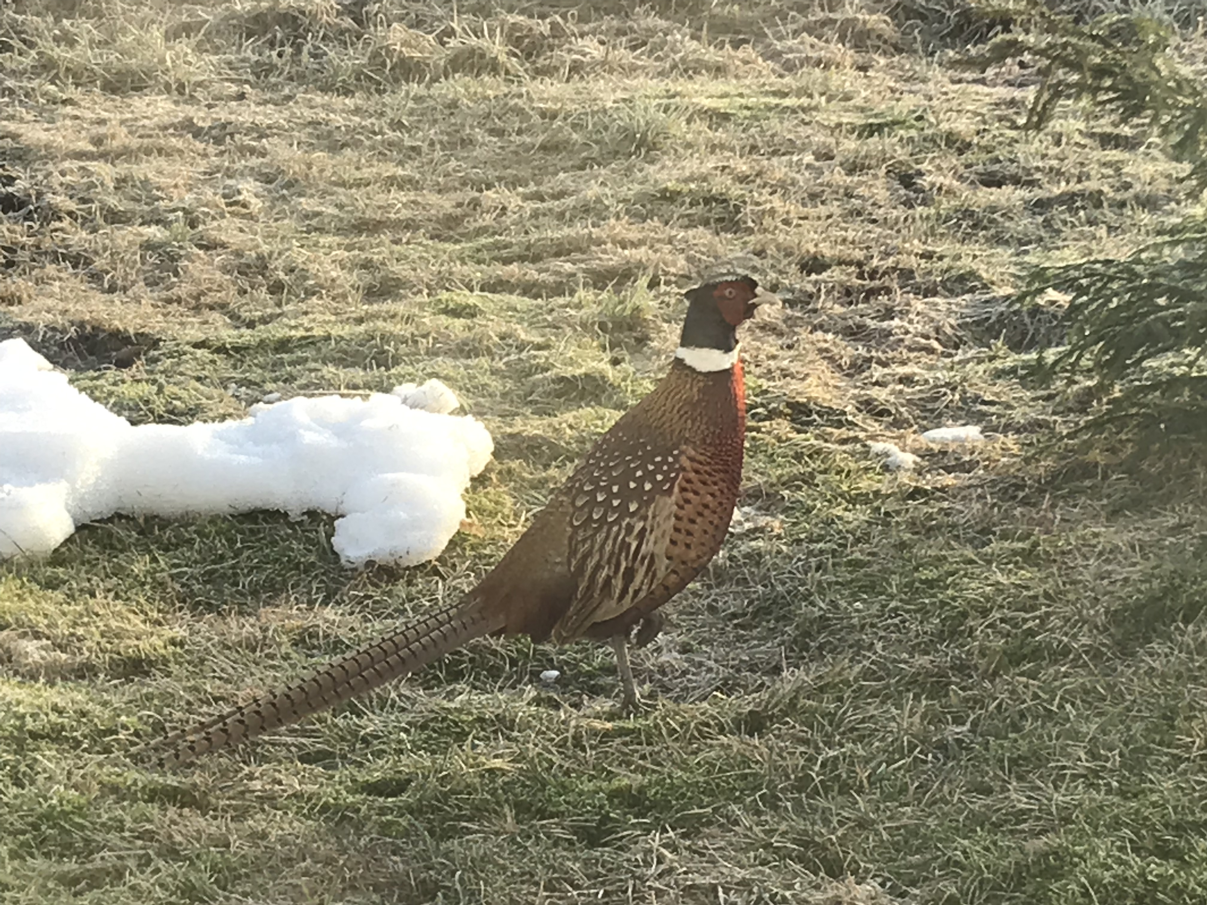 Pheasant fasan morgenbesøk naturelove nature natur natur in Norway Norwegianblogger wildlife
