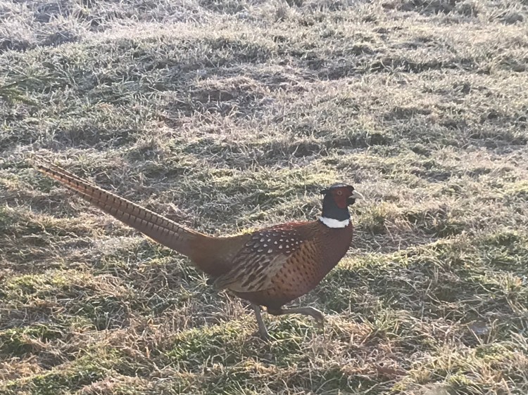 Pheasant fasan morgenbesøk natur naturelove nature in Norway Norwegianblogger